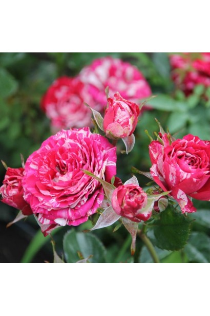 Пишні червоно-білі суцвіття троянди Арроу Фолієс